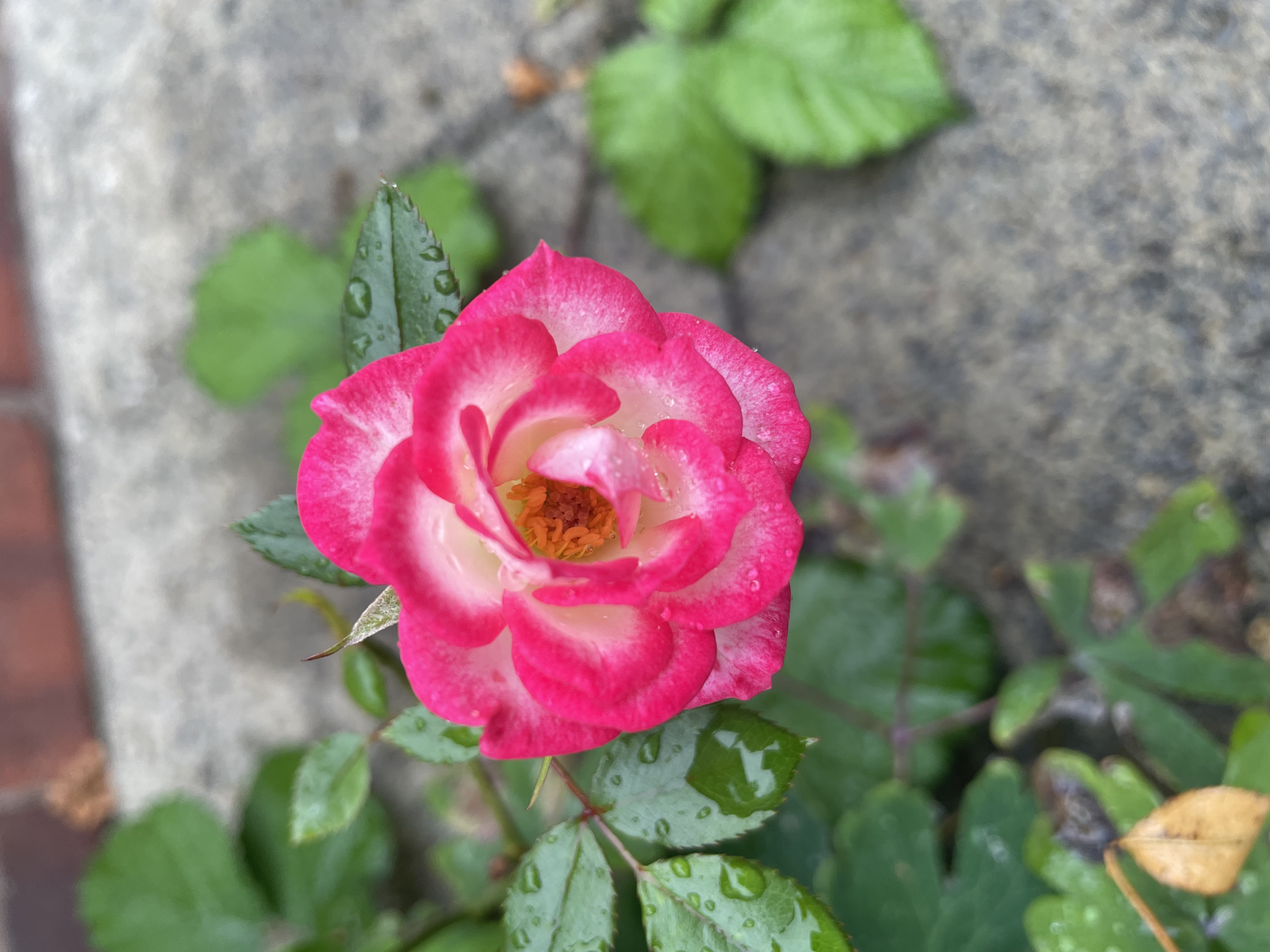 Photograph